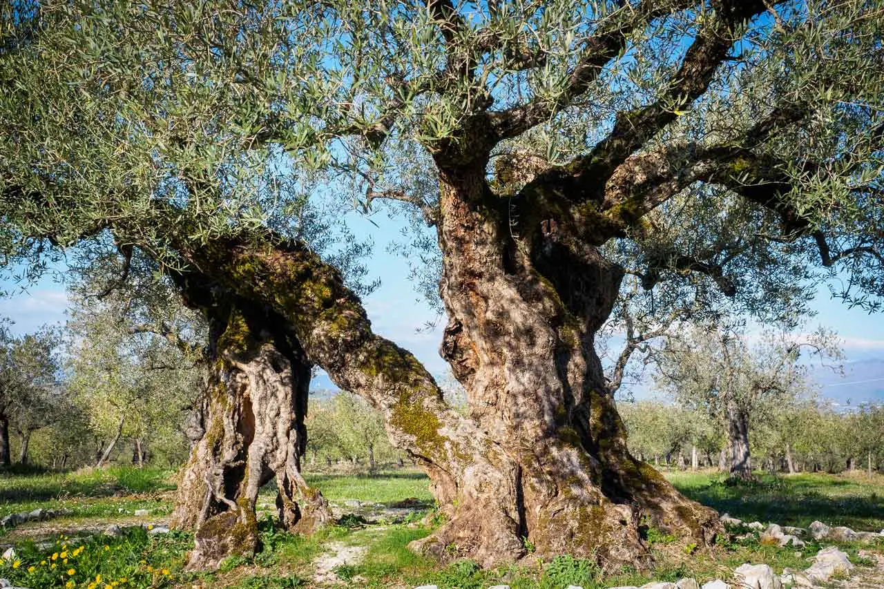 Ecco la specie incredibile che è stato il primo albero della storia della Terra